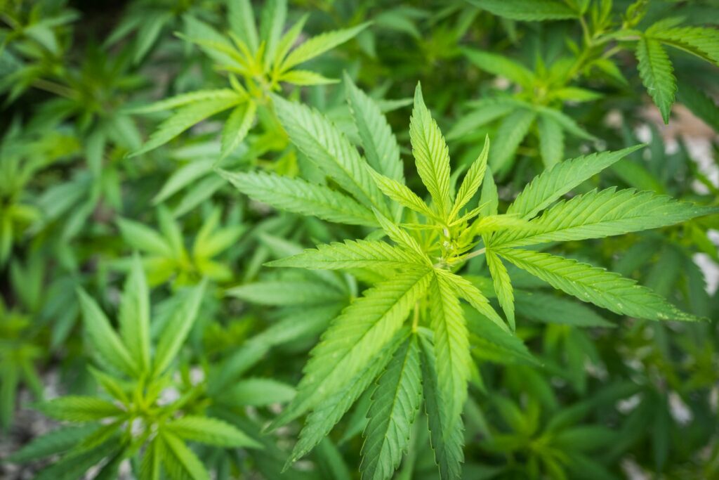 What’s The Difference Between Hemp and Marijuana?
